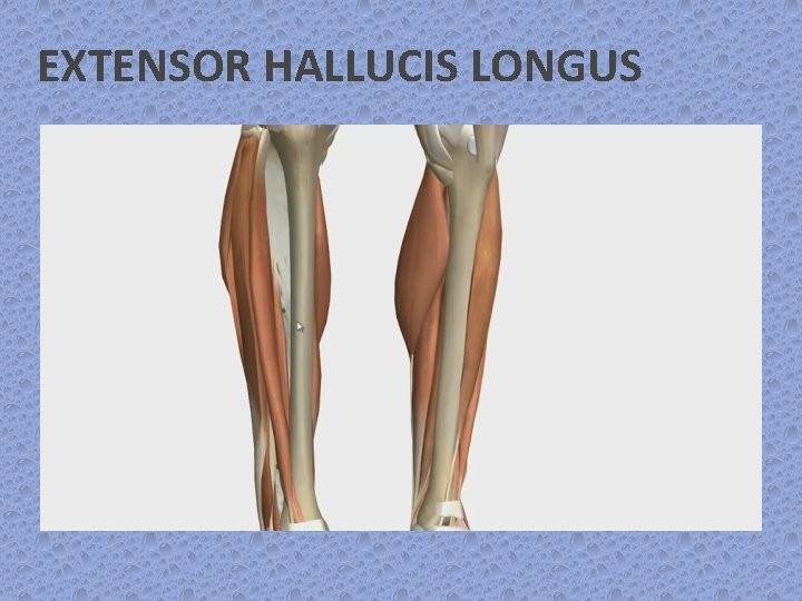 EXTENSOR HALLUCIS LONGUS 