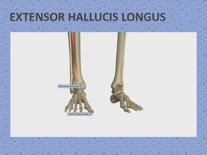 EXTENSOR HALLUCIS LONGUS 