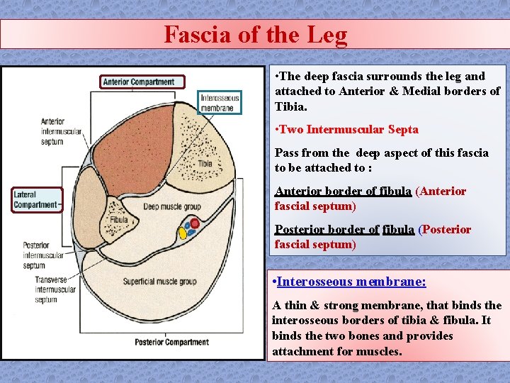Fascia of the Leg • The deep fascia surrounds the leg and attached to