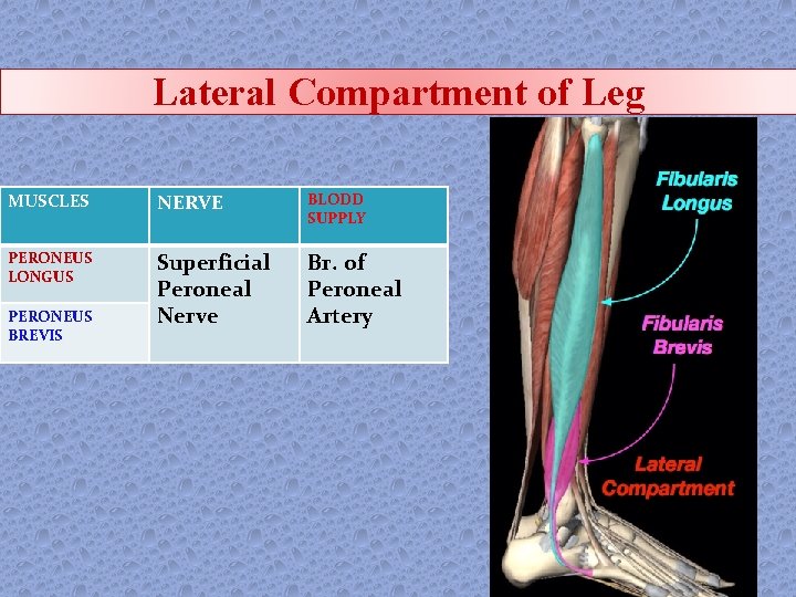 Lateral Compartment of Leg MUSCLES NERVE BLODD SUPPLY PERONEUS LONGUS Superficial Peroneal Nerve Br.