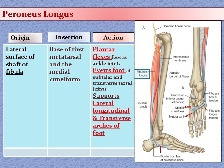 Peroneus Longus Origin Lateral surface of shaft of fibula Insertion Base of first metatarsal