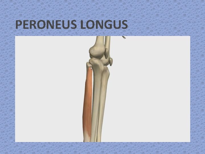 PERONEUS LONGUS 