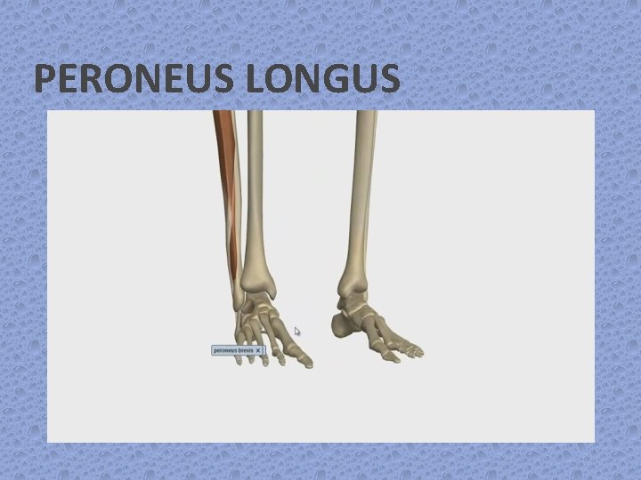 PERONEUS LONGUS 