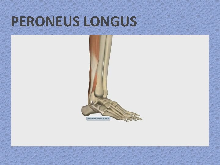 PERONEUS LONGUS 