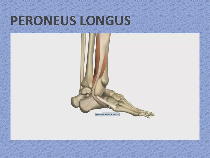 PERONEUS LONGUS 