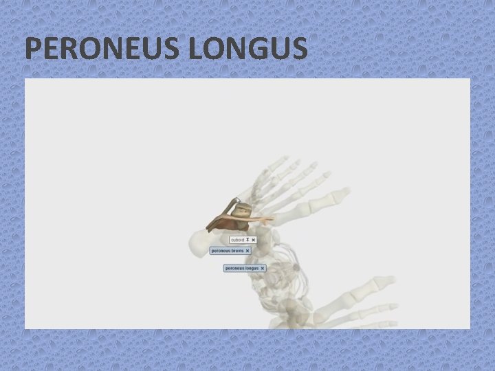 PERONEUS LONGUS 