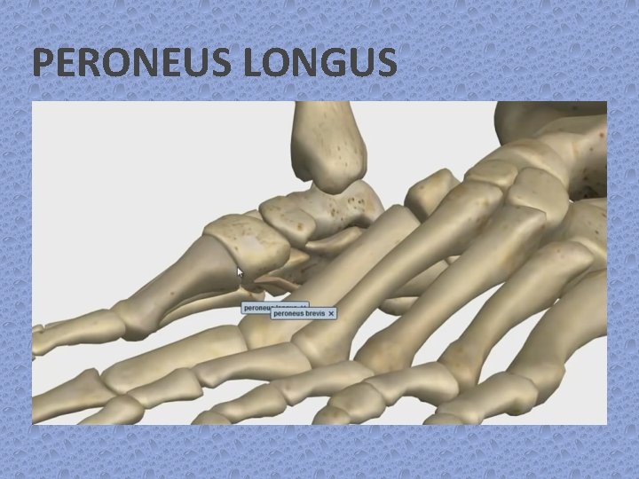 PERONEUS LONGUS 