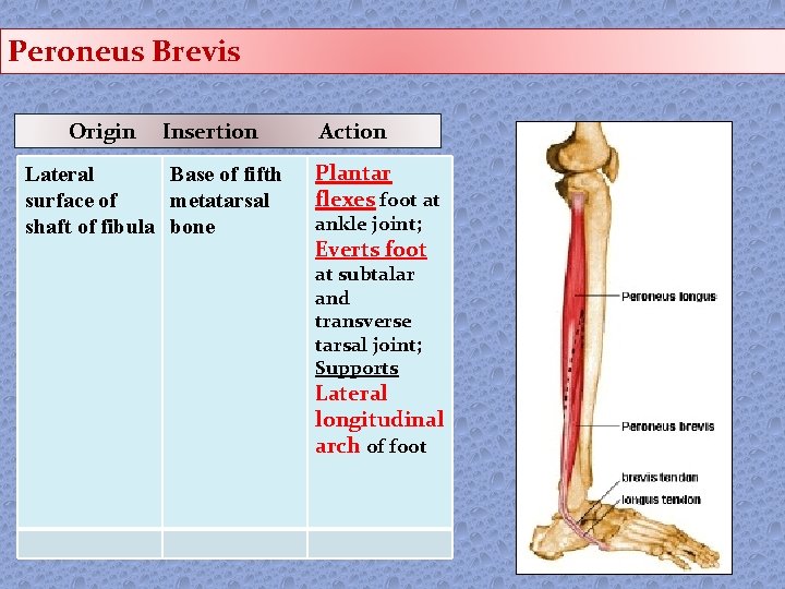 Peroneus Brevis Origin Insertion Lateral Base of fifth surface of metatarsal shaft of fibula