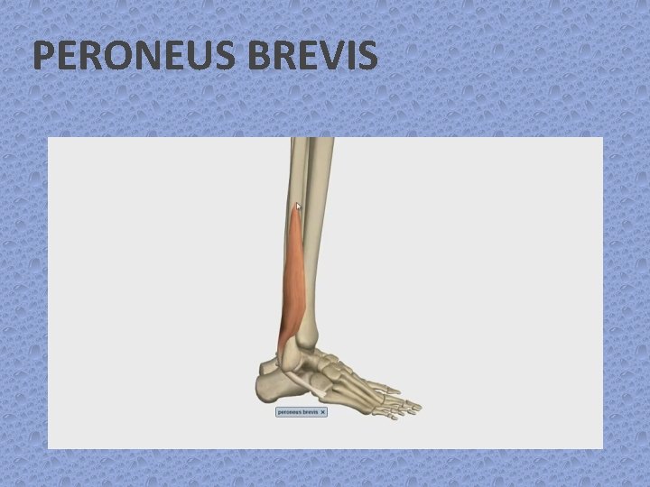 PERONEUS BREVIS 