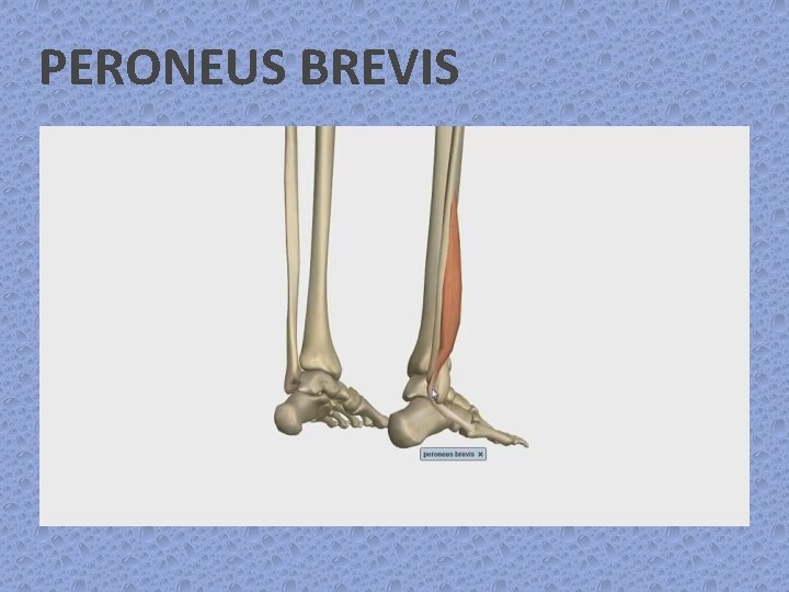 PERONEUS BREVIS 