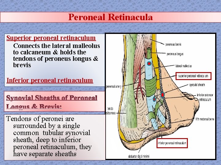 Peroneal Retinacula Superior peroneal retinaculum Connects the lateral malleolus to calcaneum & holds the