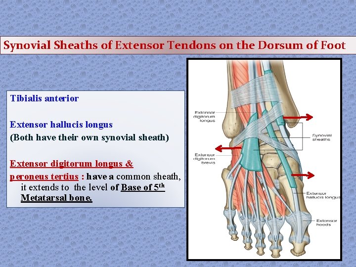 Synovial Sheaths of Extensor Tendons on the Dorsum of Foot Tibialis anterior Extensor hallucis