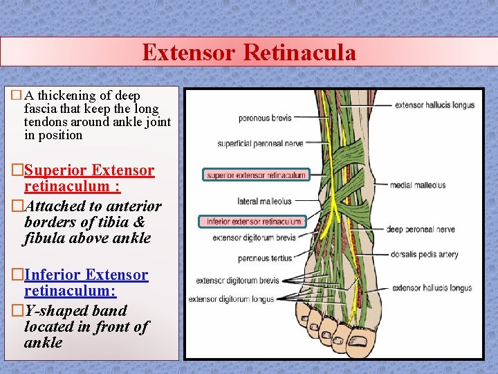 Extensor Retinacula � A thickening of deep fascia that keep the long tendons around