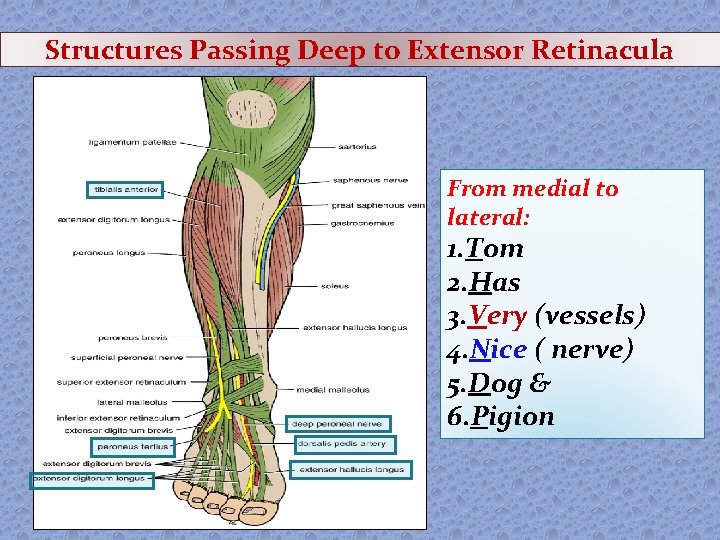 Structures Passing Deep to Extensor Retinacula From medial to lateral: 1. Tom 2. Has