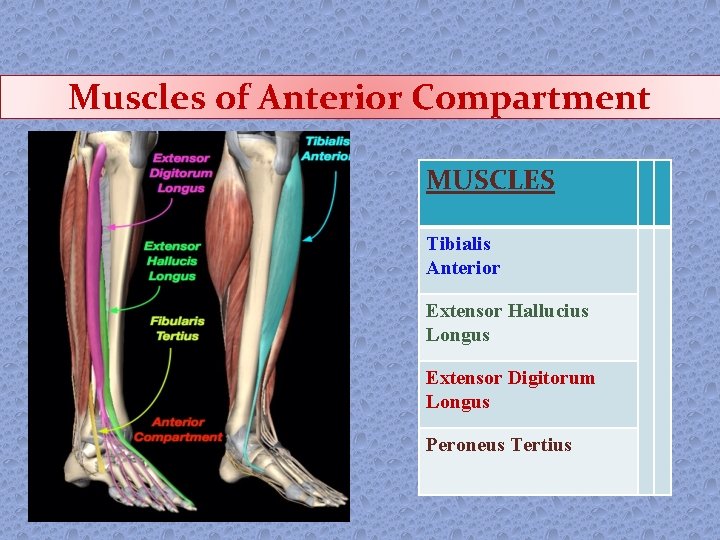 Muscles of Anterior Compartment MUSCLES Tibialis Anterior Extensor Hallucius Longus Extensor Digitorum Longus Peroneus