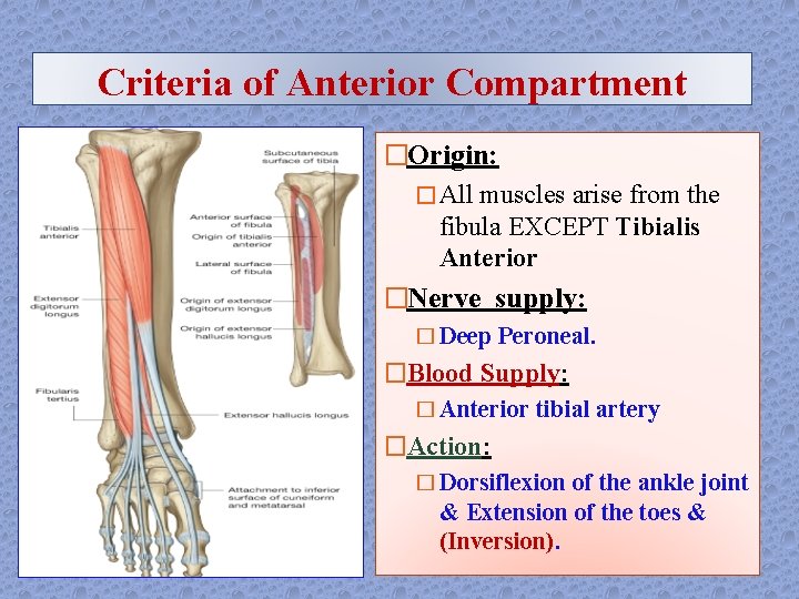 Criteria of Anterior Compartment �Origin: � All muscles arise from the fibula EXCEPT Tibialis