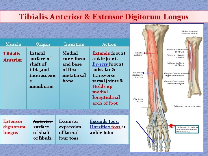 Tibialis Anterior & Extensor Digitorum Longus Muscle Origin Insertion Action Tibialis Anterior Lateral surface