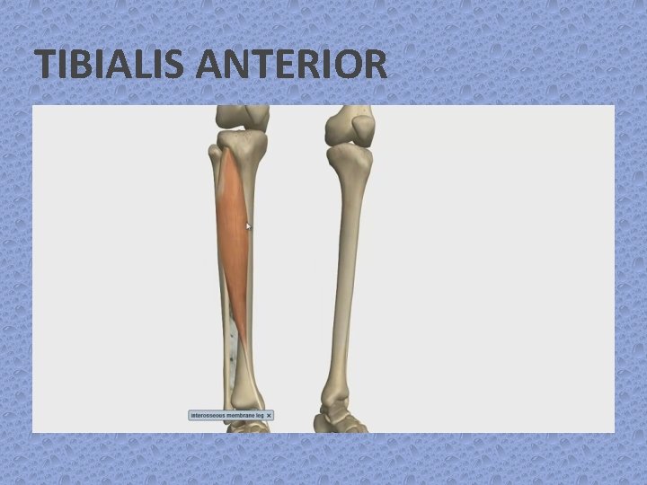 TIBIALIS ANTERIOR 