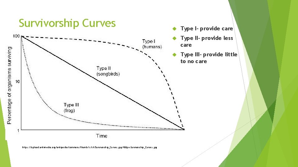 Survivorship Curves https: //upload. wikimedia. org/wikipedia/commons/thumb/c/c 4/Survivorship_Curves. jpg/400 px-Survivorship_Curves. jpg Type I- provide care