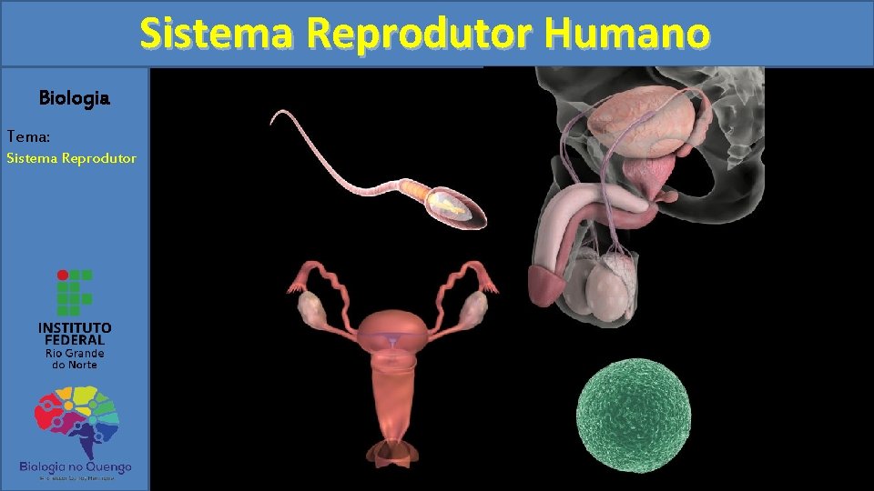 Sistema Reprodutor Humano Biologia Tema: Sistema Reprodutor 