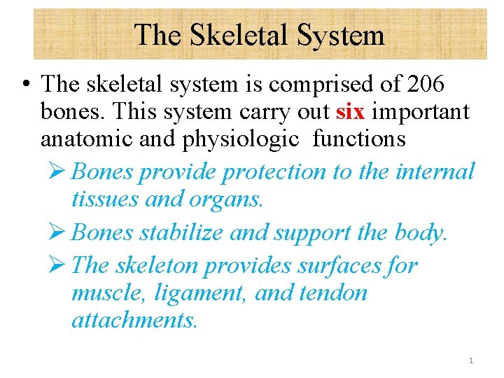 The Skeletal System • The skeletal system is comprised of 206 bones. This system