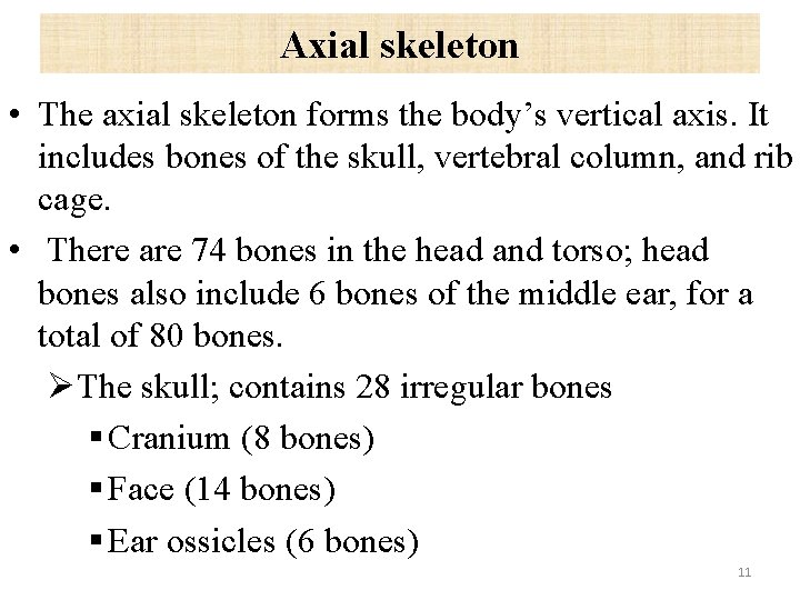 Axial skeleton • The axial skeleton forms the body’s vertical axis. It includes bones