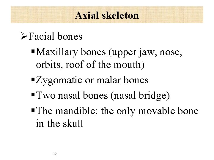 Axial skeleton ØFacial bones § Maxillary bones (upper jaw, nose, orbits, roof of the