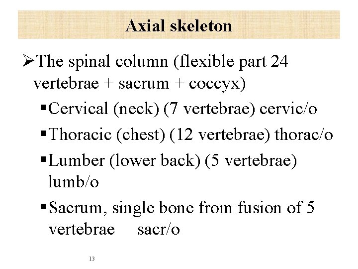 Axial skeleton ØThe spinal column (flexible part 24 vertebrae + sacrum + coccyx) §