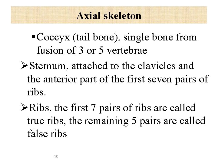 Axial skeleton § Coccyx (tail bone), single bone from fusion of 3 or 5