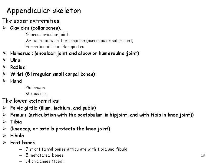 Appendicular skeleton The upper extremities Ø Clavicles (collarbones). – Sternoclavicular joint – Articulation with