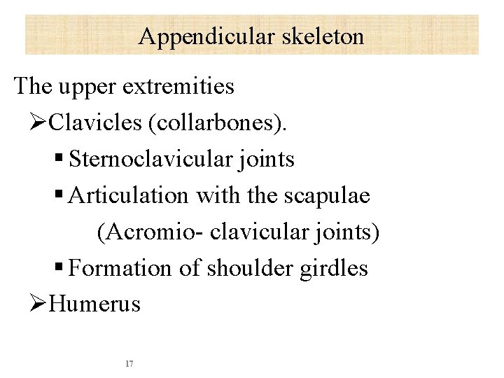 Appendicular skeleton The upper extremities ØClavicles (collarbones). § Sternoclavicular joints § Articulation with the
