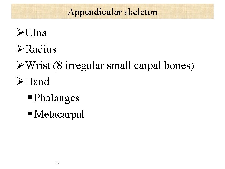Appendicular skeleton ØUlna ØRadius ØWrist (8 irregular small carpal bones) ØHand § Phalanges §
