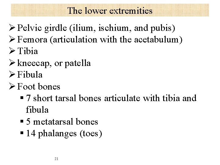 The lower extremities Ø Pelvic girdle (ilium, ischium, and pubis) Ø Femora (articulation with