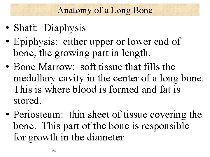 Anatomy of a Long Bone • Shaft: Diaphysis • Epiphysis: either upper or lower