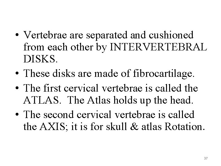  • Vertebrae are separated and cushioned from each other by INTERVERTEBRAL DISKS. •