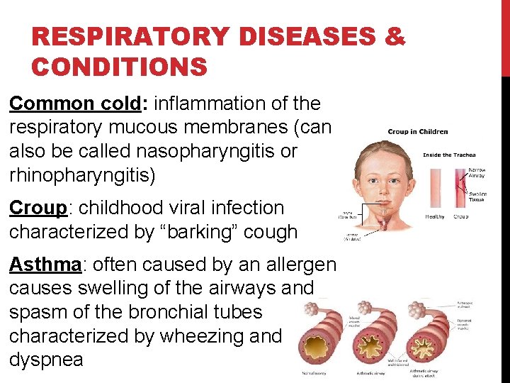 RESPIRATORY DISEASES & CONDITIONS Common cold: inflammation of the respiratory mucous membranes (can also