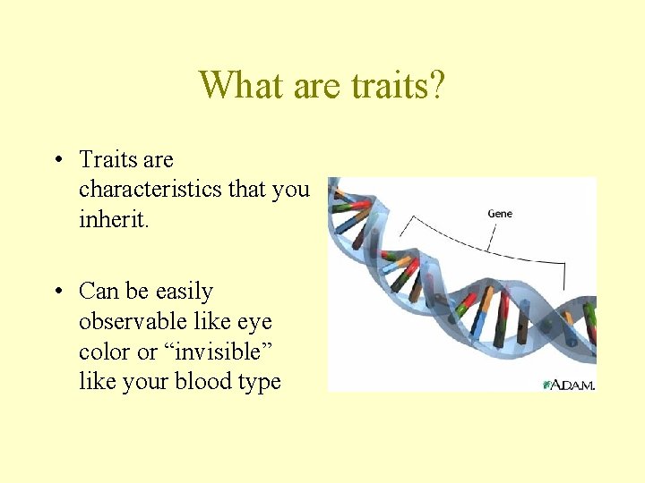 What are traits? • Traits are characteristics that you inherit. • Can be easily