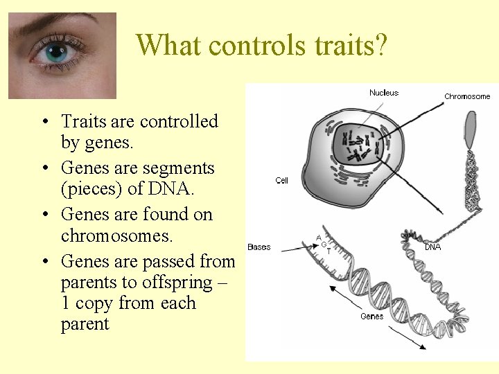What controls traits? • Traits are controlled by genes. • Genes are segments (pieces)