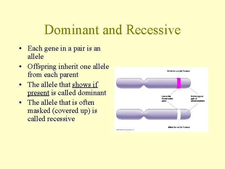 Dominant and Recessive • Each gene in a pair is an allele • Offspring