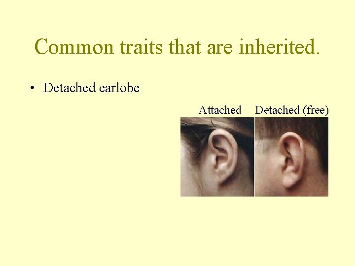 Common traits that are inherited. • Detached earlobe Attached Detached (free) 