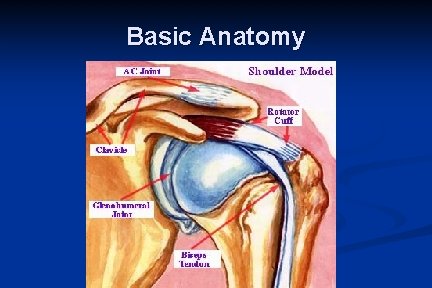 Basic Anatomy 