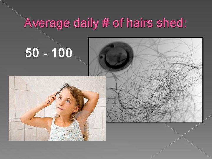 Average daily # of hairs shed: 50 - 100 