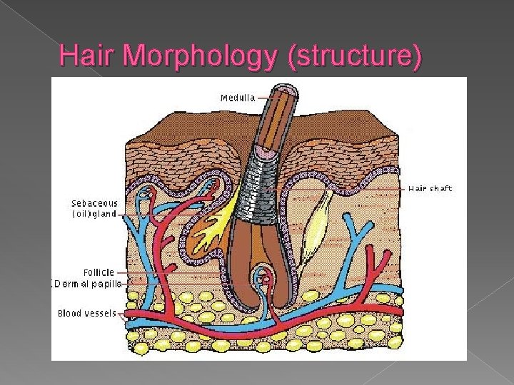 Hair Morphology (structure) 