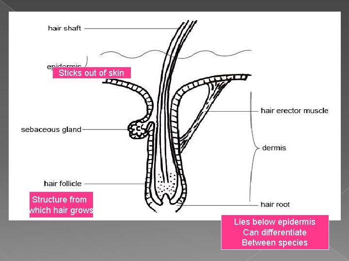 Sticks out of skin Structure from which hair grows Lies below epidermis Can differentiate