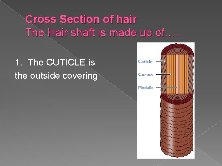 Cross Section of hair The Hair shaft is made up of…. 1. The CUTICLE