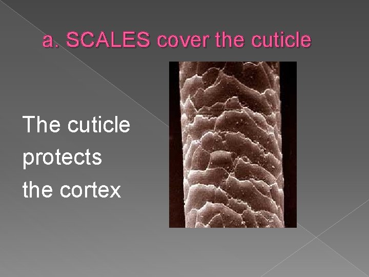 a. SCALES cover the cuticle The cuticle protects the cortex 