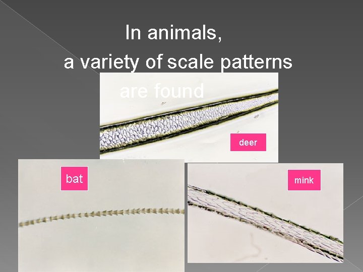 In animals, a variety of scale patterns are found deer bat mink 