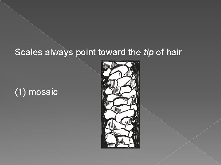 Scales always point toward the tip of hair (1) mosaic 