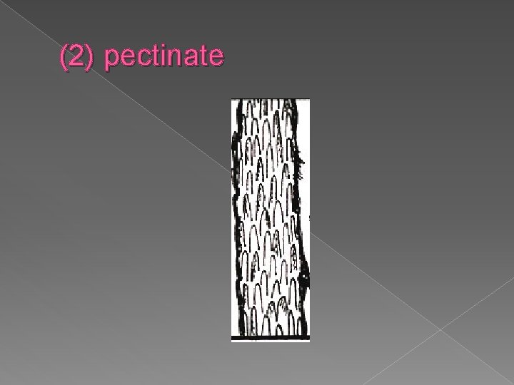 (2) pectinate 
