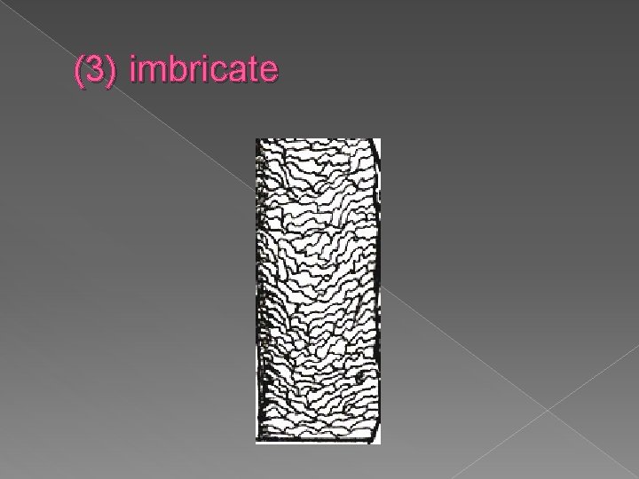 (3) imbricate 